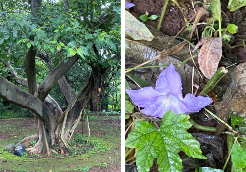 Mumbai Earth Walks