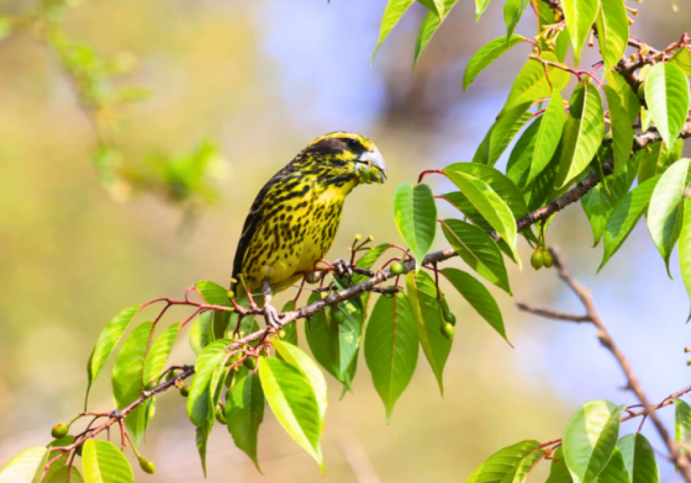 nature_walk_pangot