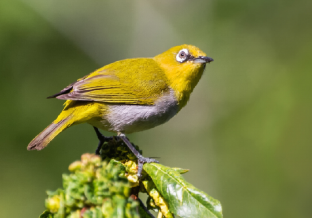Book Gir Bird Walk