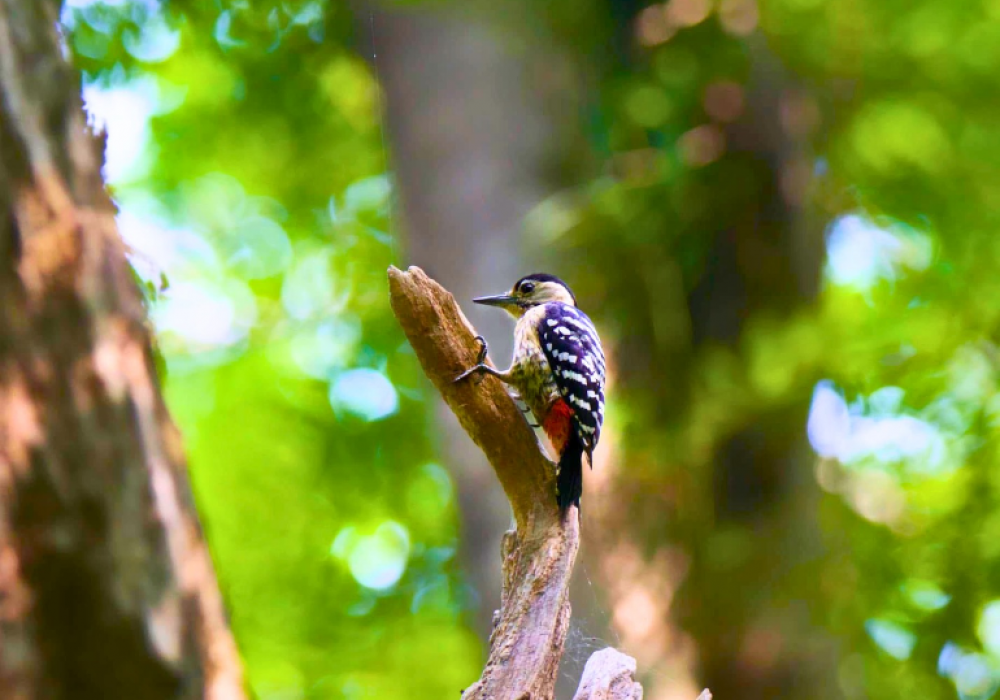 Earth Walks for Young Birder