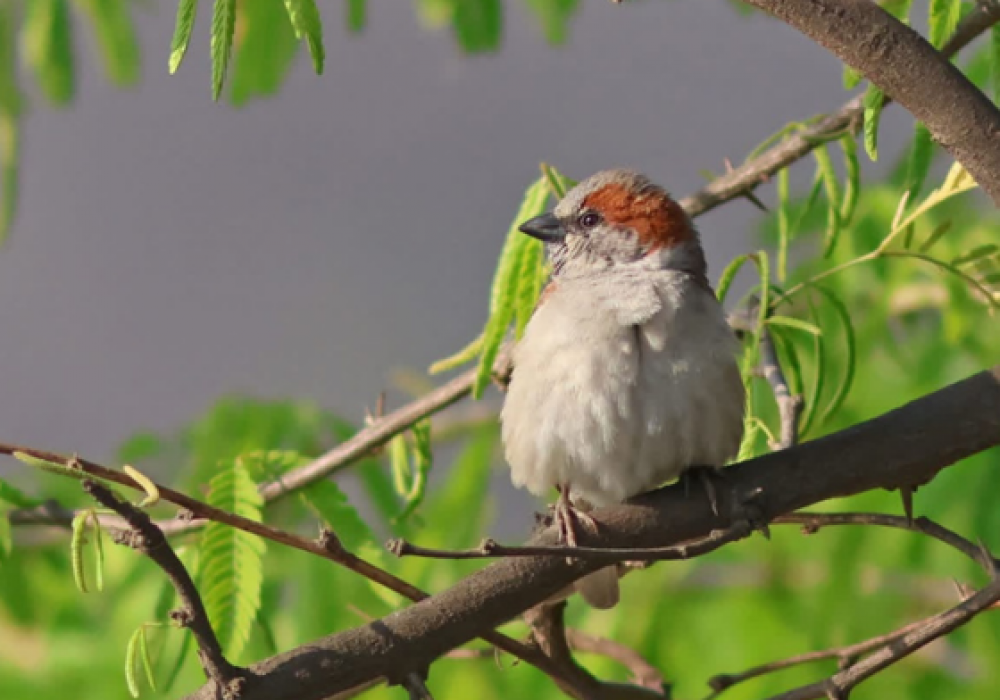 Sultanpur-national-park