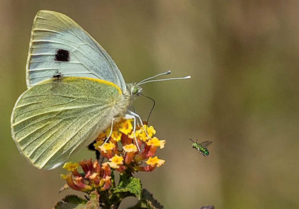 butterflies earth walks
