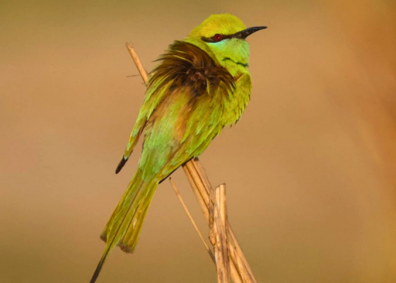 Asian Green Bee-eater