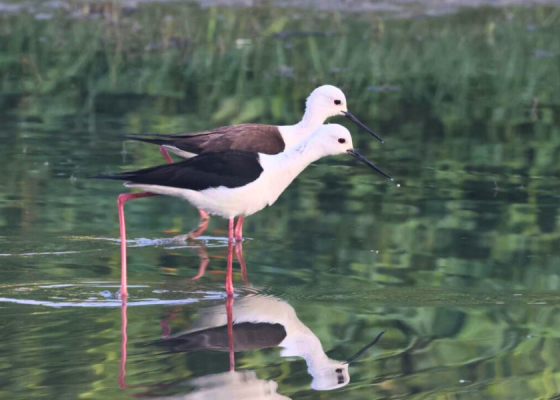 Black-winged stilt