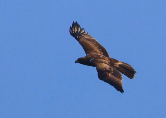 Booted Eagle