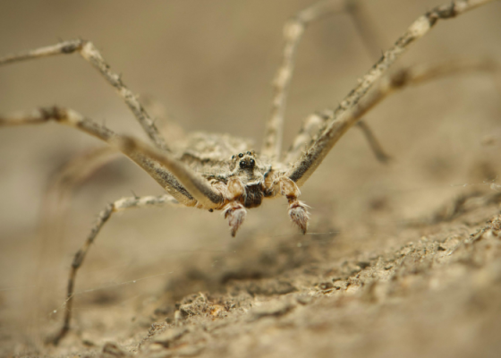 Delhi Earth Walks The Spider Walk