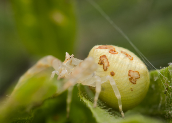 Delhi Spider Walk