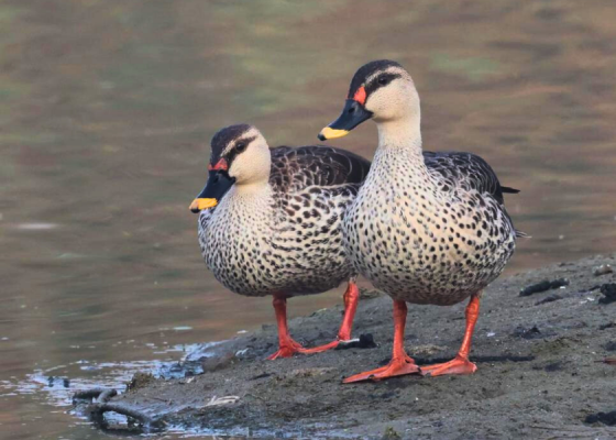 Indian spot-billed duck