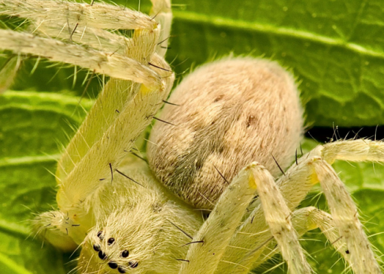 Spider Walk at Delhi