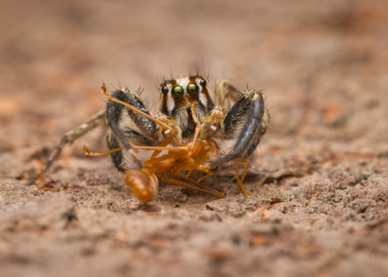 The Spider Walk