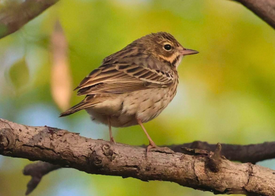 Tree Pipit