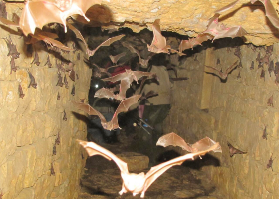 Night Flyers A Bat Walk at Nehar Sahibi Farm