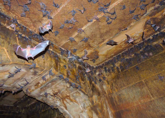 Night Flyers A Bat Walk at Nehar Sahibi Farm