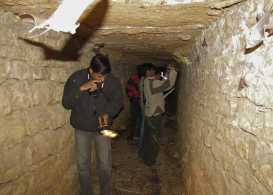 Night Flyers A Bat Walk at Nehar Sahibi Farm