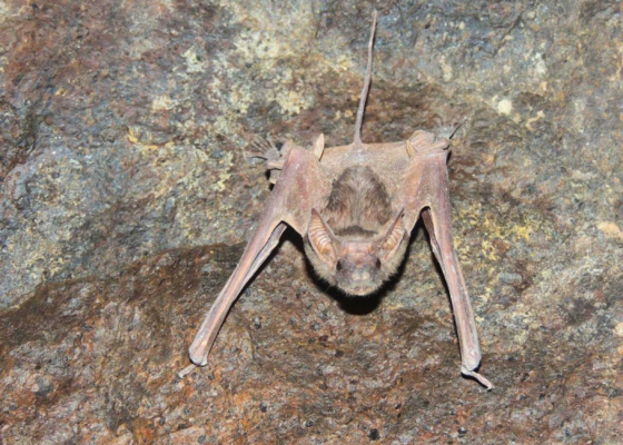 Night Flyers A Bat Walk at Nehar Sahibi Farm