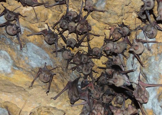 Night Flyers A Bat Walk at Nehar Sahibi Farm