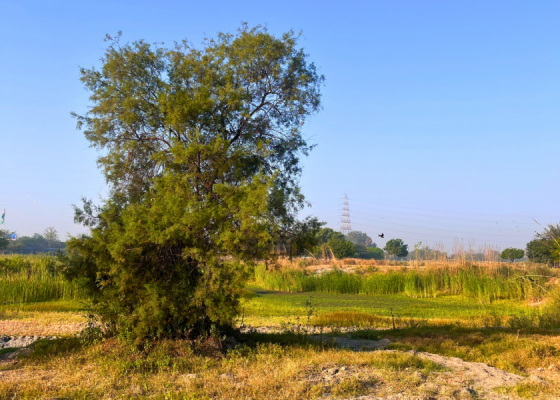 Amrut Biodiversity Park