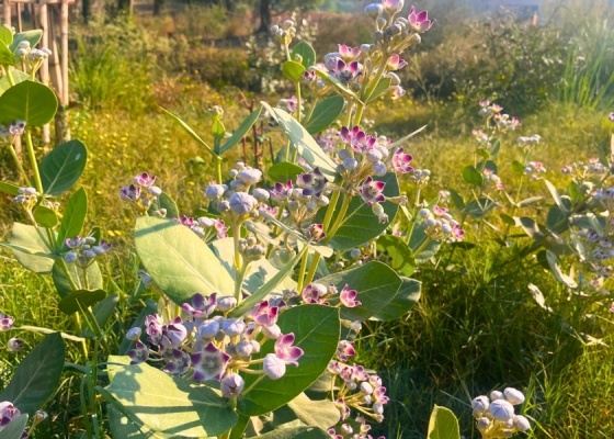 Amrut Biodiversity Park