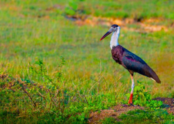 Asian Woolly-necked Stork