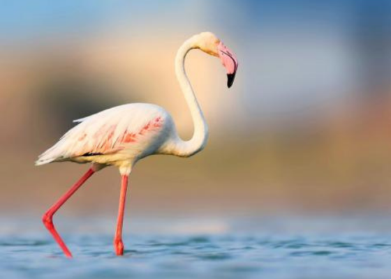 Birds Of Delhi
