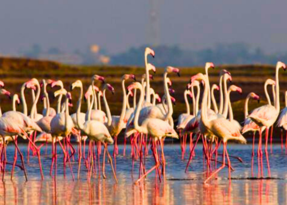 Birdwatching In Delhi