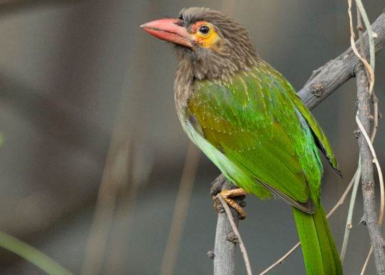 Brown-Headed Barbet