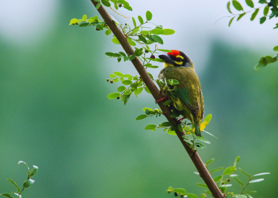Coppersmith Barbet