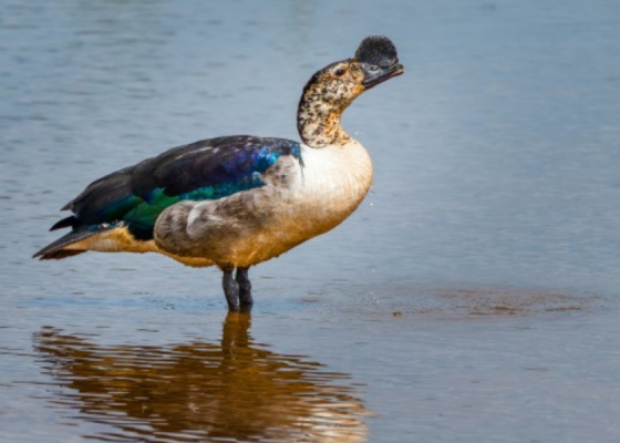 Knob-billed duck