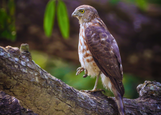 Shikra