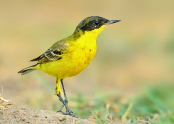 Western Yellow Wagtail