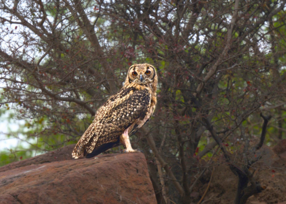 Bhondsi Nature Park, Gurgaon