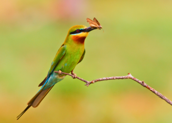 Blue-Tailed Bee-Eater
