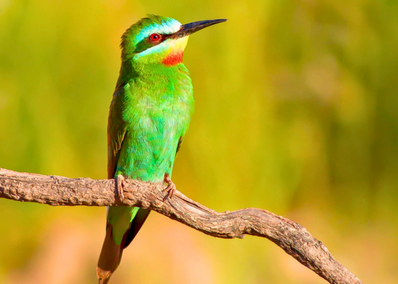 Blue-cheeked Bee-eater