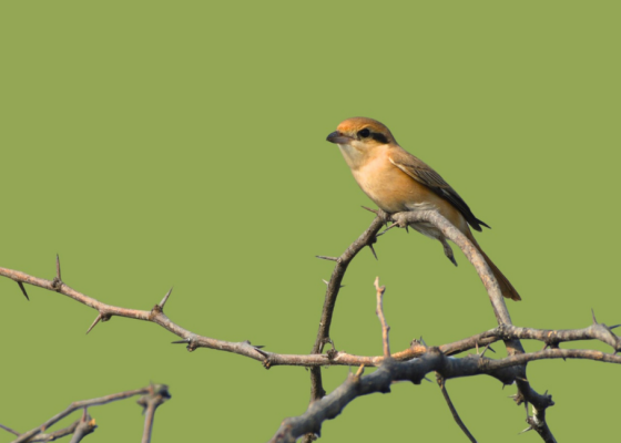 Chandu Budhera, Haryana