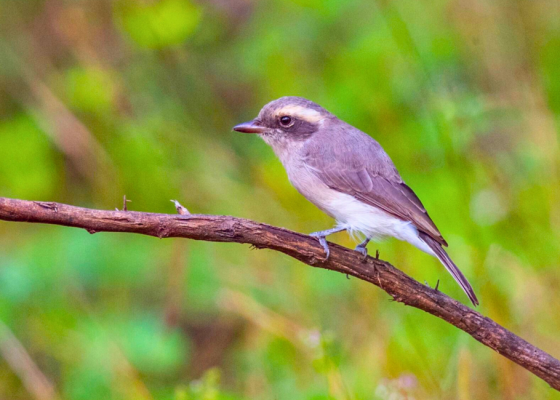 Common Woodshrike