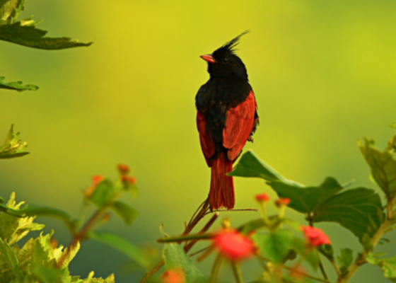 Crested Bunting