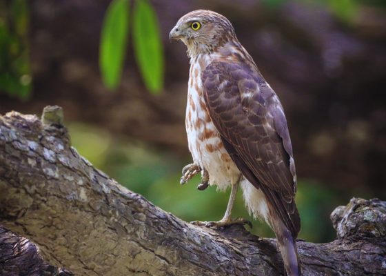 Delhi Earth At Okhla Bird Sanctuary
