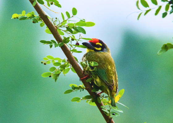 Delhi Earth At Okhla Bird Sanctuary