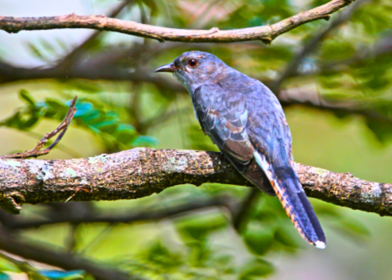 Grey-Bellied Cuckoo