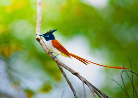 Indian Paradise Flycatcher