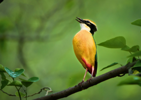 Indian Pitta
