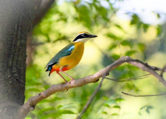 Indian Pitta