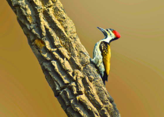 Black-Rumped Flameback