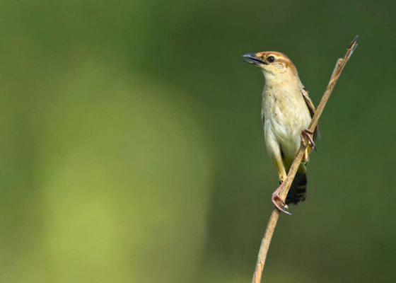 Bristled grassbird