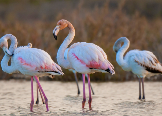 Greater Flamingo