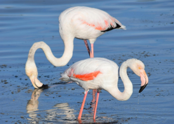 Greater Flamingo