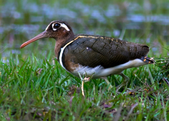 Greater Painted Snipe