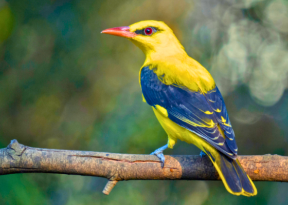 Indian Golden Oriole