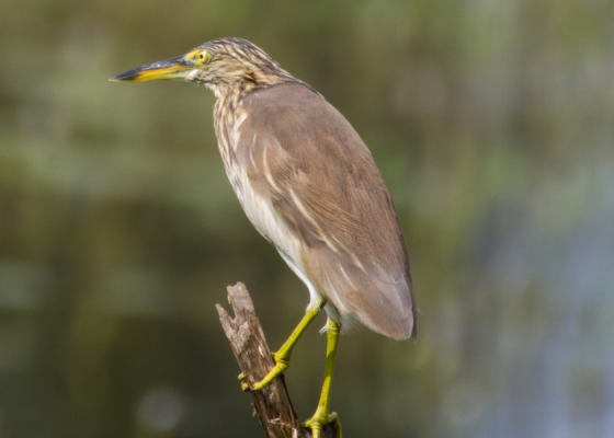 Indian Pond Heron