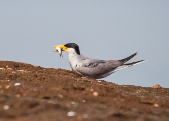 River tern